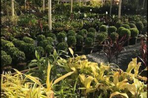 Transplantas Garden Center - Taguatinga