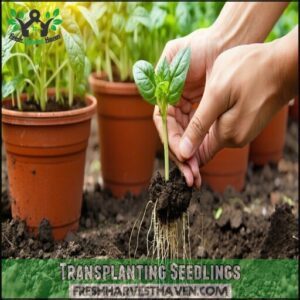 Transplanting Seedlings
