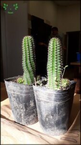 Two cacti in pots, one with a green plant growing out of it.