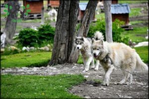 Two husky dogs walking together on a dirt path.