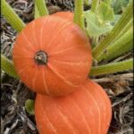 Two orange pumpkins sit in a garden, surrounded by green leaves.