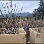 Two plastic containers filled with small trees are placed on a table.