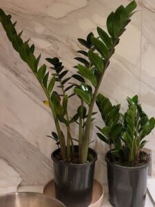 Two potted plants with long leaves are placed on a counter.