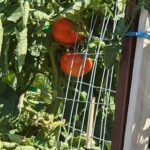 Two ripe tomatoes hanging from a wire fence.