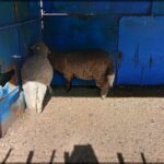 Two sheep are standing in a blue enclosure, one of them is looking at the other.