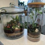 Two small glass jars with plants inside them.