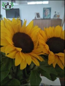 Two sunflowers in a vase, one with a yellow face and the other with a brown face, are placed on a table in front of a TV.