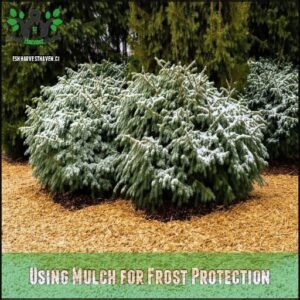 Using Mulch for Frost Protection