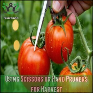 Using Scissors or Hand Pruners for Harvest