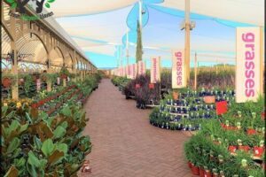 Virginia Nursery Pty Ltd