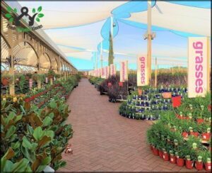 Virginia Nursery Pty Ltd