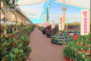 Virginia Nursery Pty Ltd