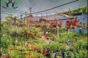 Vivero Alegría
