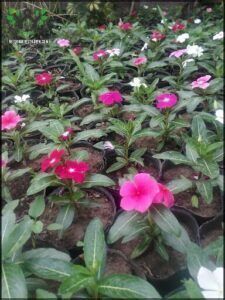 Vivero Armonía