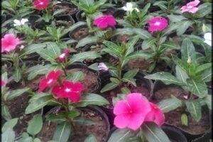 Vivero Armonía