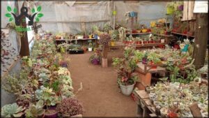 Vivero Cactus y Suculentas del Cerro