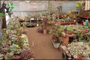 Vivero Cactus y Suculentas del Cerro