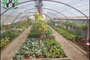 Vivero Cultivo Santa Rosa SRL