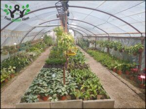 Vivero Cultivo Santa Rosa SRL