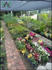 VIVERO Desde el Jardín - VIEDMA