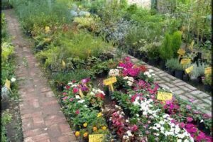 VIVERO Desde el Jardín - VIEDMA