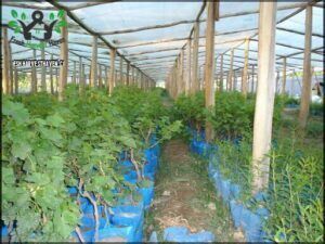 Vivero El Carmelo