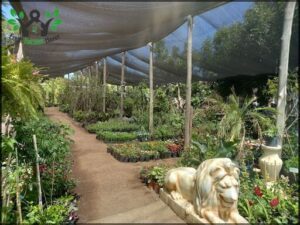 Vivero el Jardin de Coty