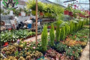 Vivero El Ombú