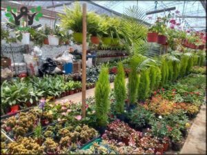 Vivero El Ombú