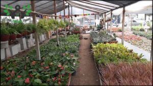 Vivero "El Paraiso"