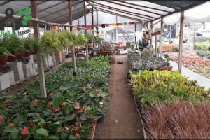 Vivero "El Paraiso"