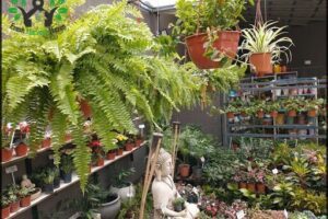 Vivero El Prado Plantas