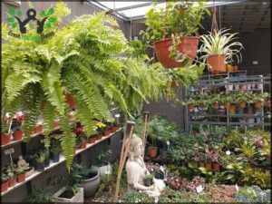 Vivero El Prado Plantas