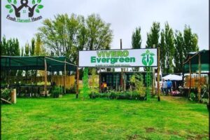 VIVERO EVERGREEN