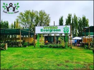 VIVERO EVERGREEN