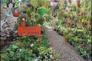 Vivero Floricienta