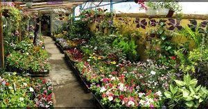 Vivero Flower Power