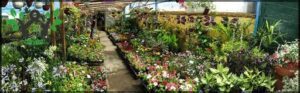 Vivero Flower Power