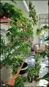 Vivero Green Paradise