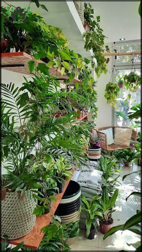Vivero Green Paradise