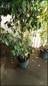 Vivero Inagro