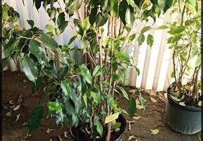 Vivero Inagro