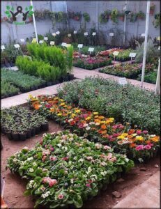 Vivero jardín de los sueños