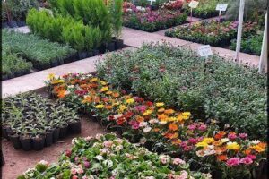 Vivero jardín de los sueños