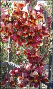 Vivero Jardin los Coirones