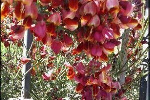 Vivero Jardin los Coirones