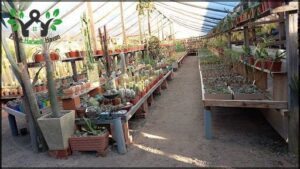 VIVERO LOS COREANOS