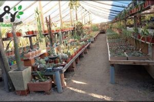 VIVERO LOS COREANOS