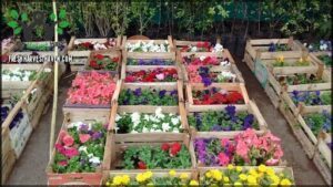 Vivero "Los Leones"