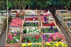 Vivero "Los Leones"